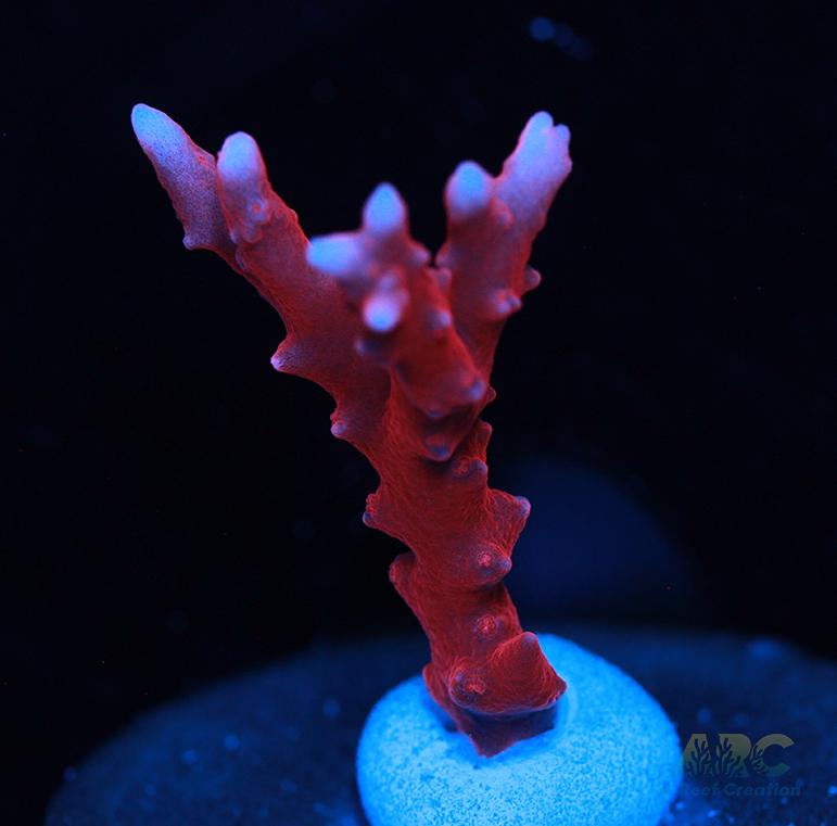 JF TNT Anacropora