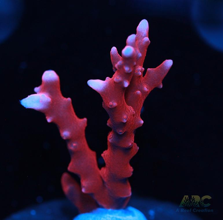 JF TNT Anacropora