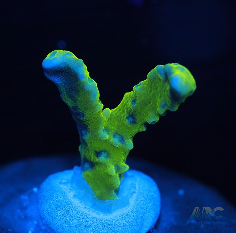 Green Goblin Anacropora