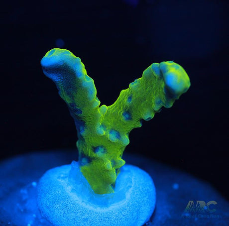 Green Goblin Anacropora