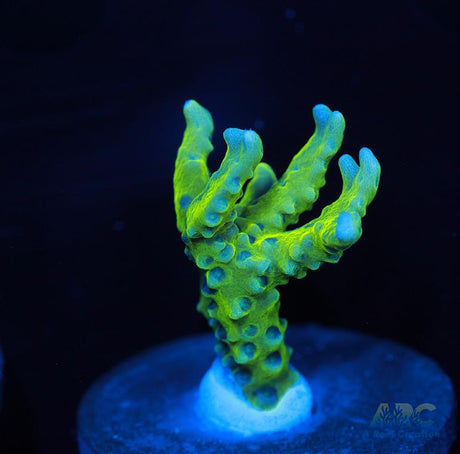 Green Goblin Anacropora