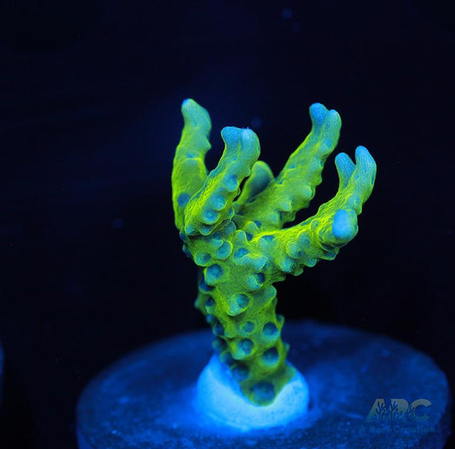 Green Goblin Anacropora