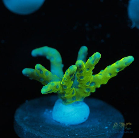 Green Goblin Anacropora