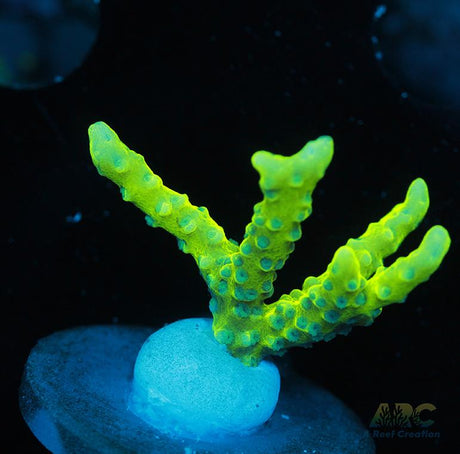 Green Goblin Anacropora
