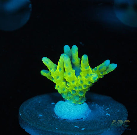 Green Goblin Anacropora