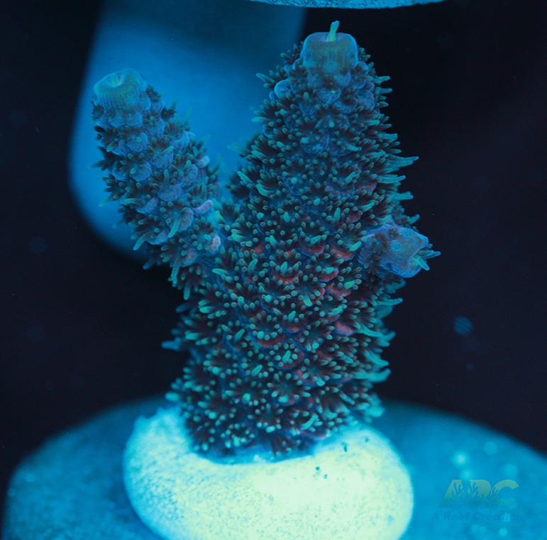 Blue and Pink Spath