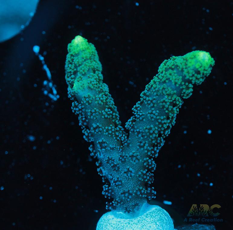 ORA Neon Green Birdsnest