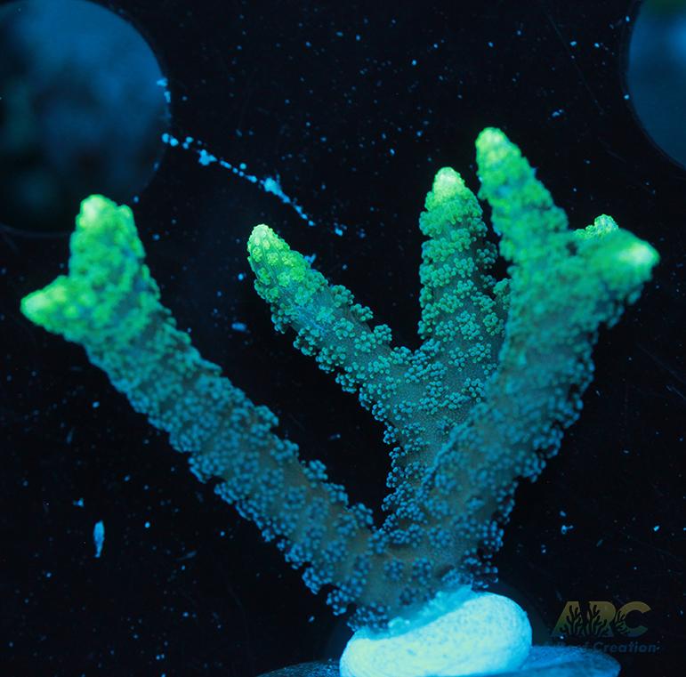 ORA Neon Green Birdsnest