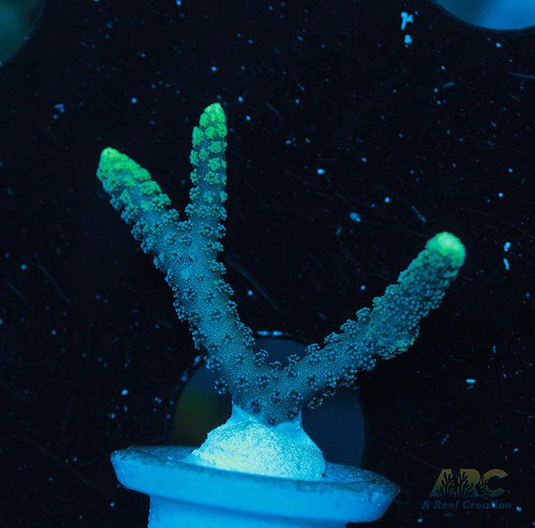 ORA Neon Green Birdsnest