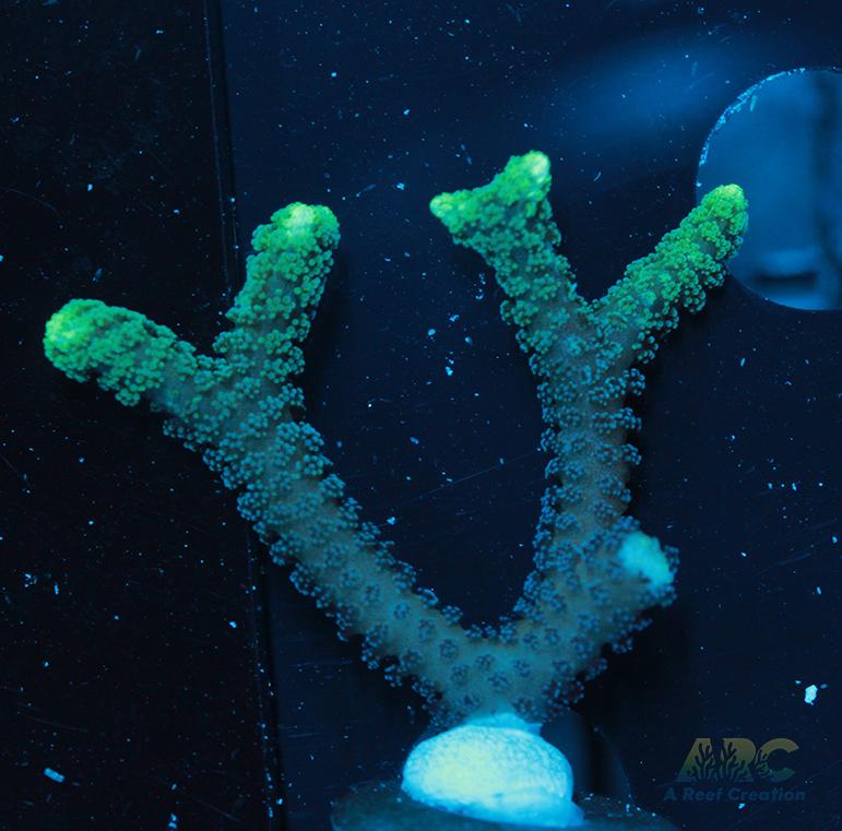 ORA Neon Green Birdsnest