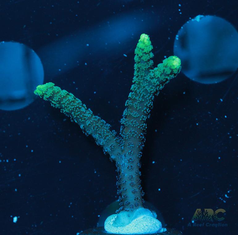 ORA Neon Green Birdsnest