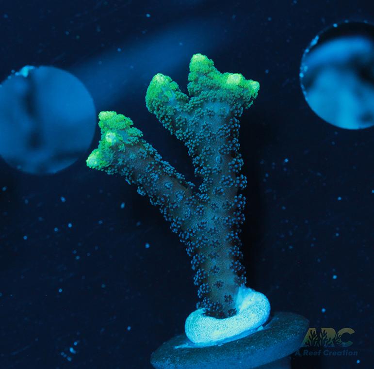 ORA Neon Green Birdsnest