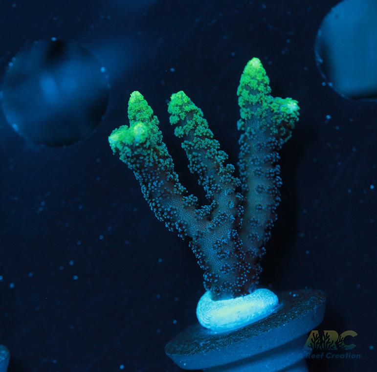 ORA Neon Green Birdsnest