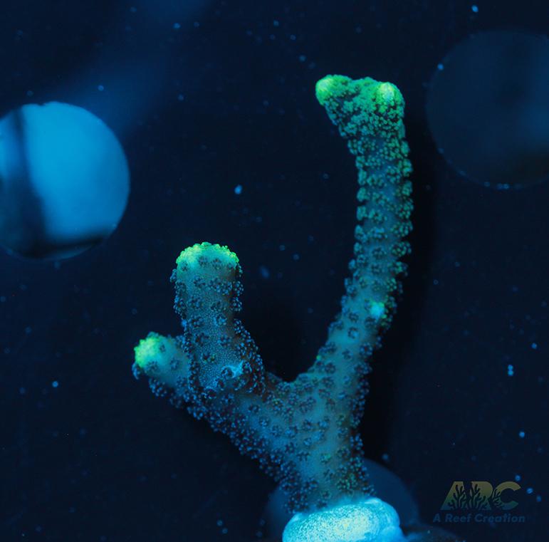 ORA Neon Green Birdsnest