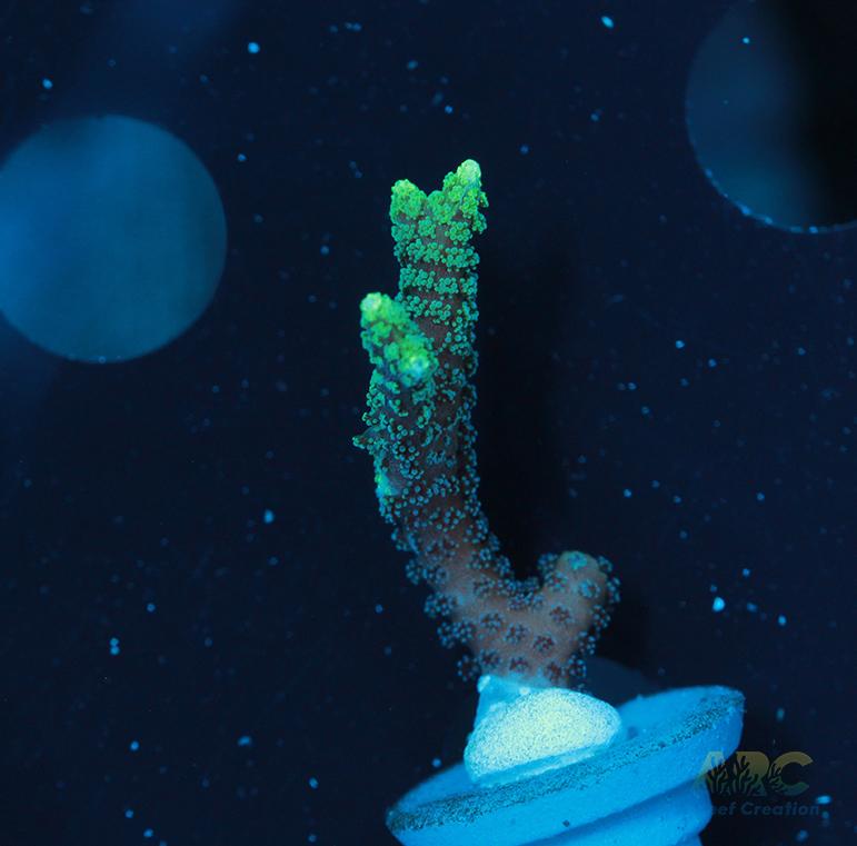 ORA Neon Green Birdsnest