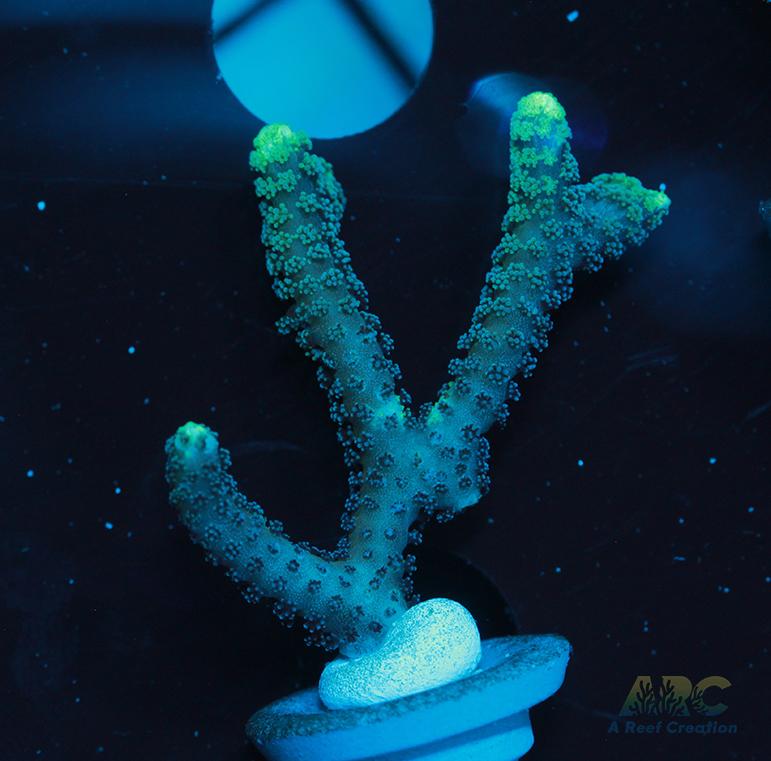 ORA Neon Green Birdsnest