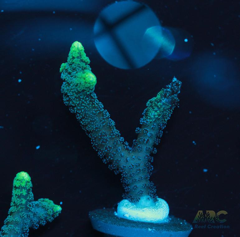 ORA Neon Green Birdsnest