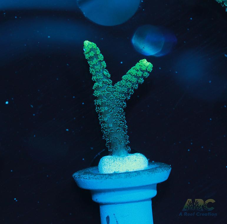 ORA Neon Green Birdsnest