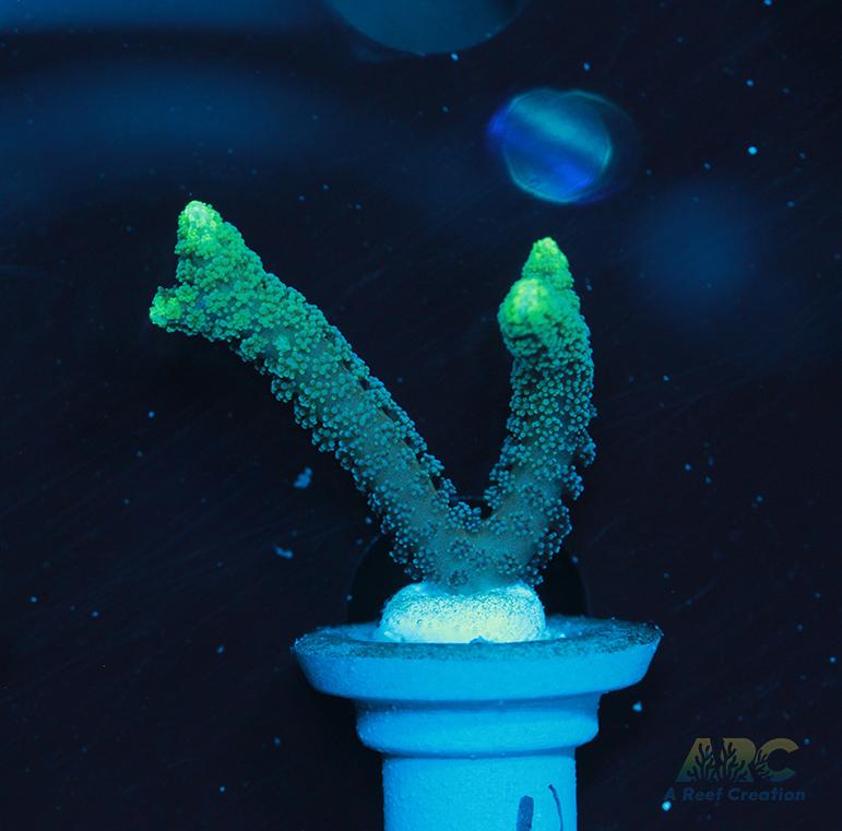 ORA Neon Green Birdsnest