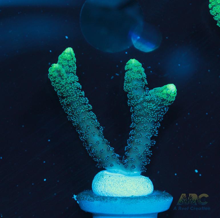 ORA Neon Green Birdsnest