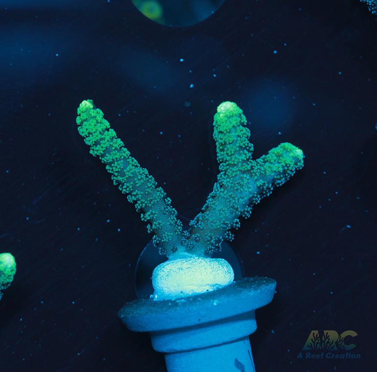 ORA Neon Green Birdsnest