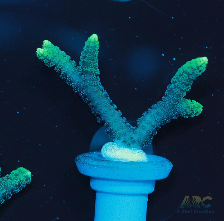 ORA Neon Green Birdsnest