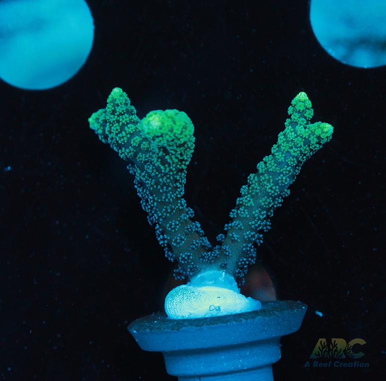 ORA Neon Green Birdsnest