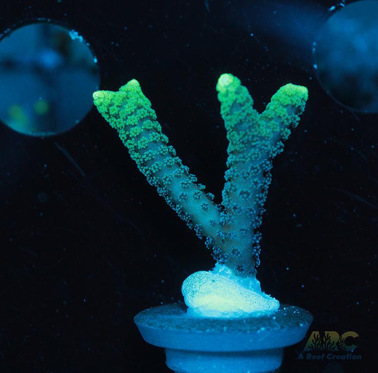 ORA Neon Green Birdsnest