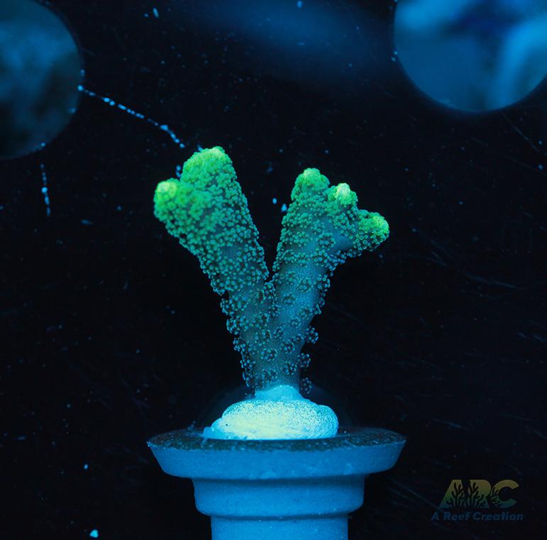 ORA Neon Green Birdsnest