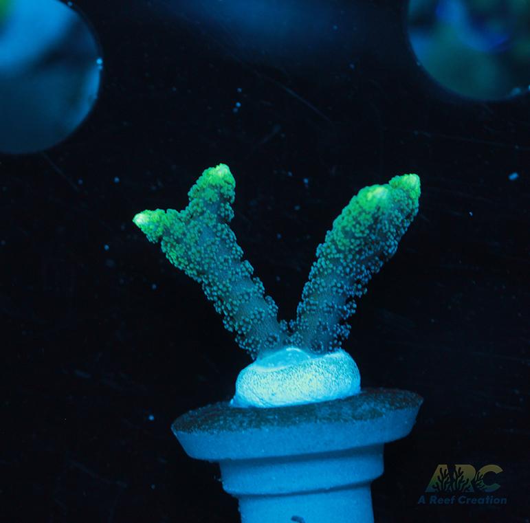 ORA Neon Green Birdsnest