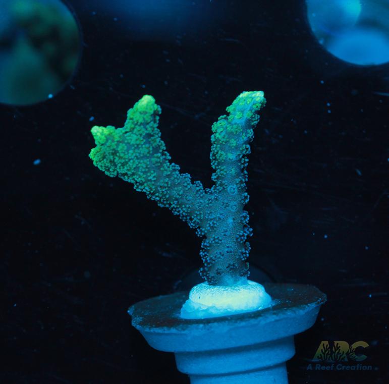 ORA Neon Green Birdsnest