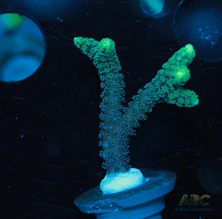 ORA Neon Green Birdsnest