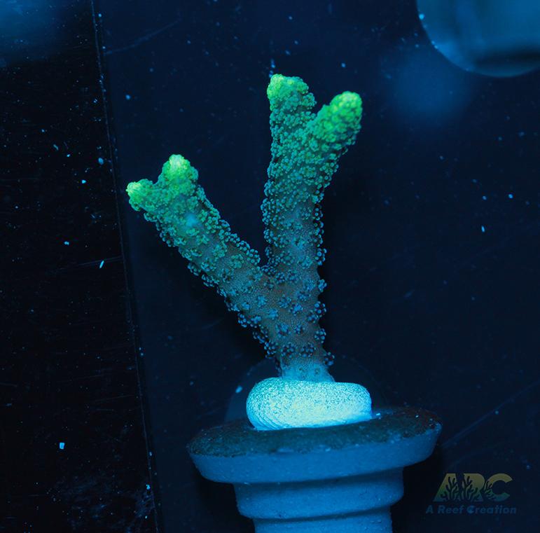 ORA Neon Green Birdsnest