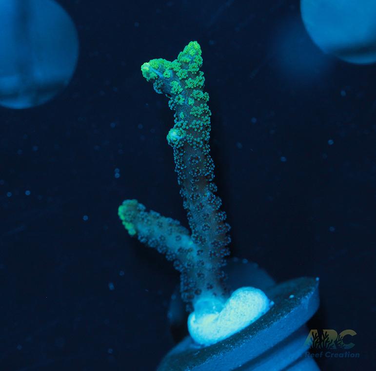 ORA Neon Green Birdsnest