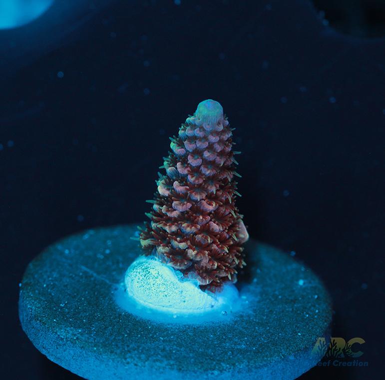 ARC Strawberry Spath