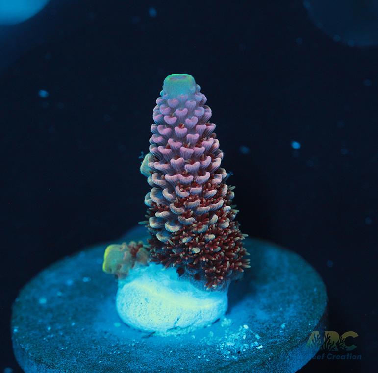 ARC Strawberry Spath