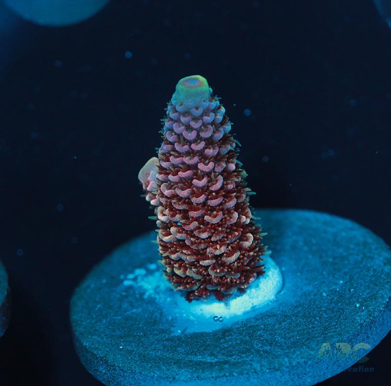 ARC Strawberry Spath