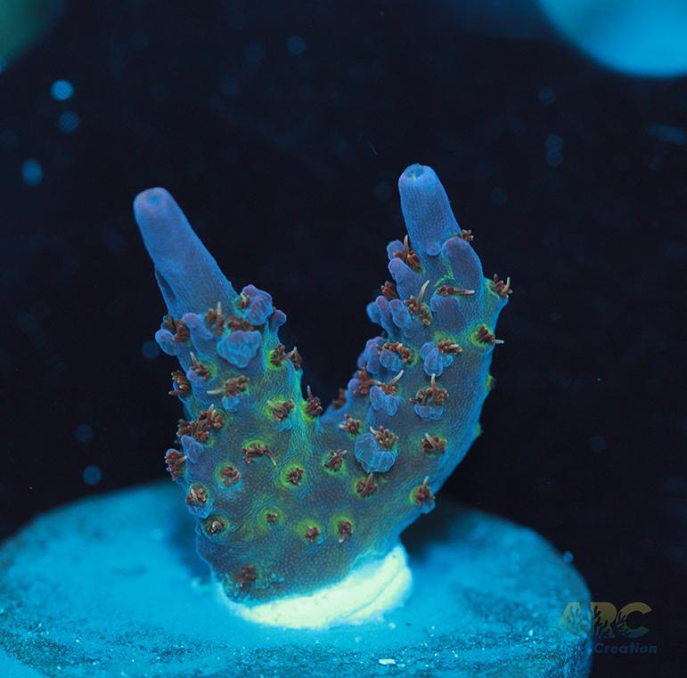 ARC Field of Dreams Acro