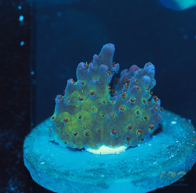 ARC Field of Dreams Acro