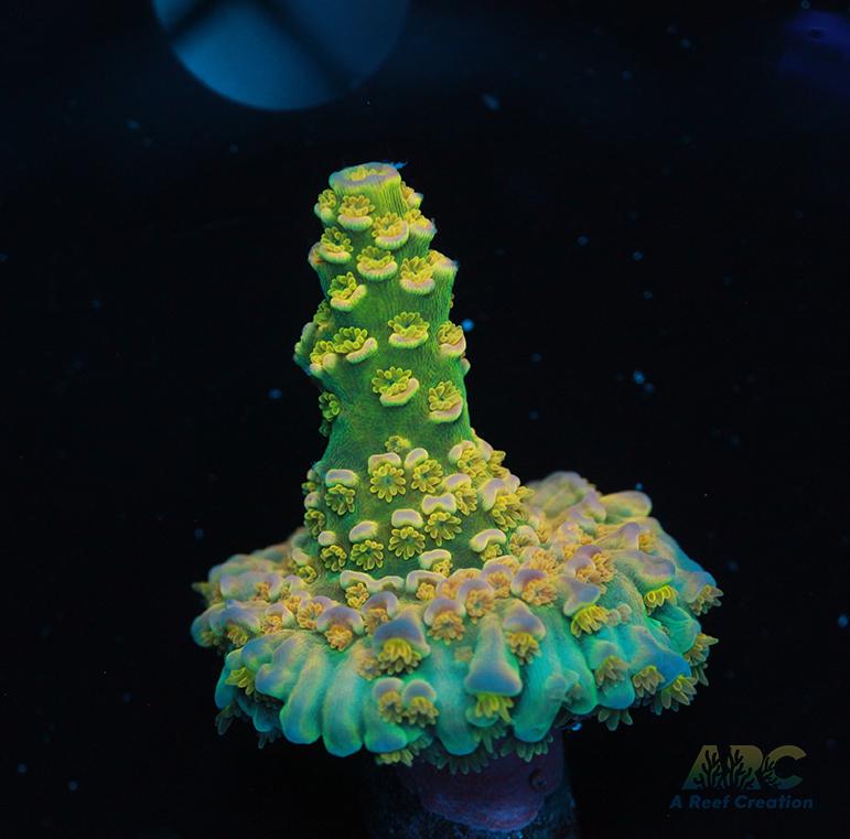 Big R Walt Disney Encrusted Frag