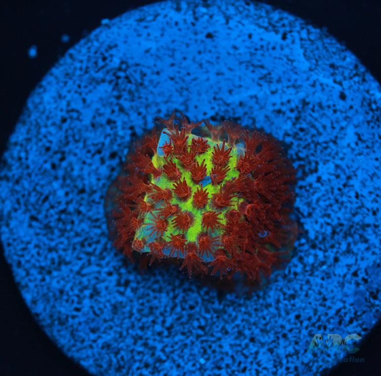 JF Burning Banana Stylo