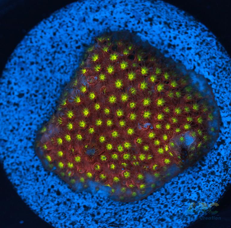 ARC Bling Bling Stylo