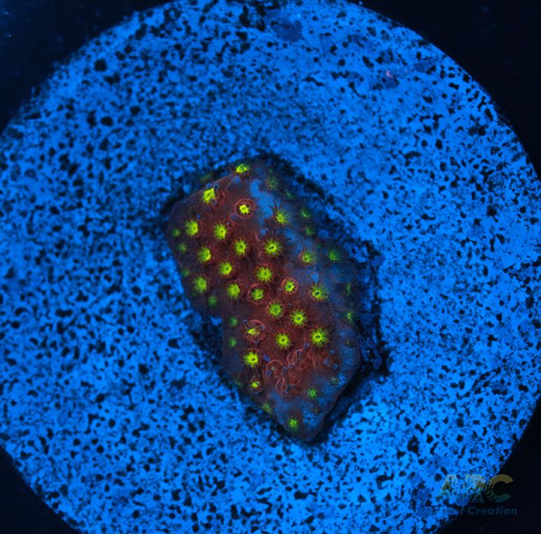 ARC Bling Bling Stylo