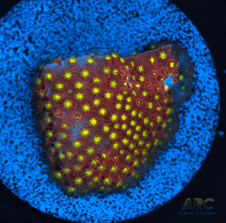 ARC Bling Bling Stylo