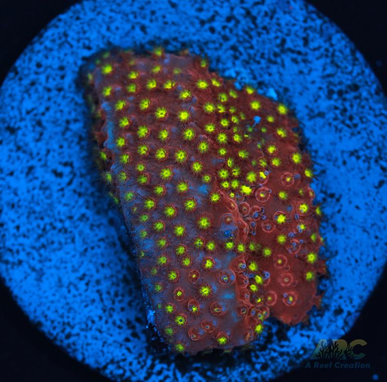 ARC Bling Bling Stylo