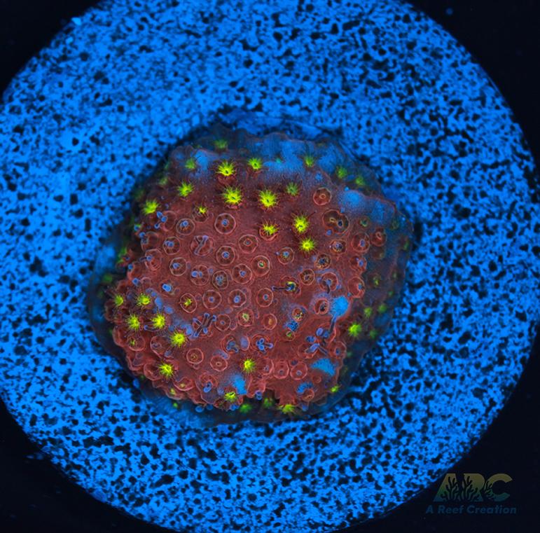 ARC Bling Bling Stylo