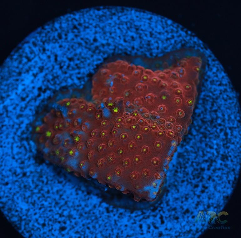 ARC Bling Bling Stylo