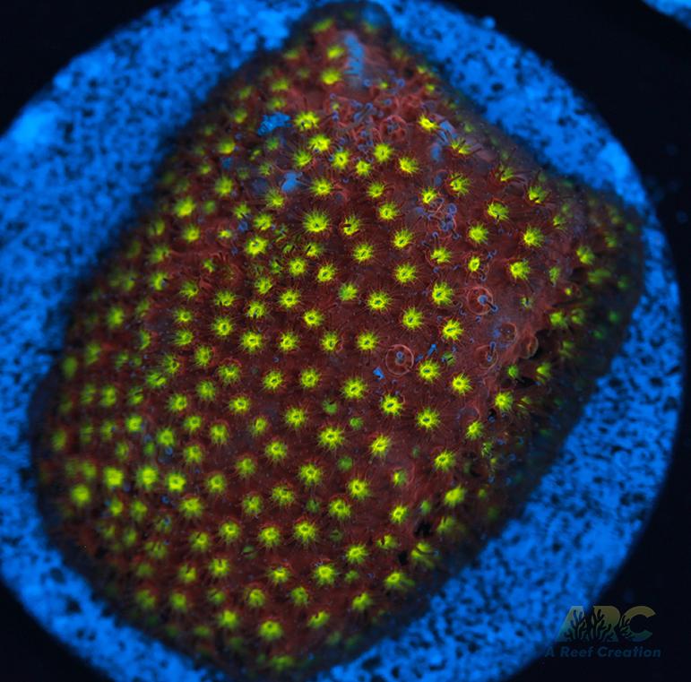 ARC Bling Bling Stylo