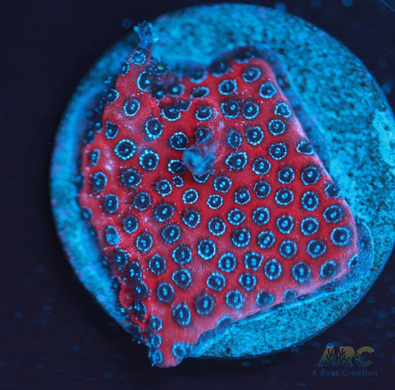 Darth Maul porites