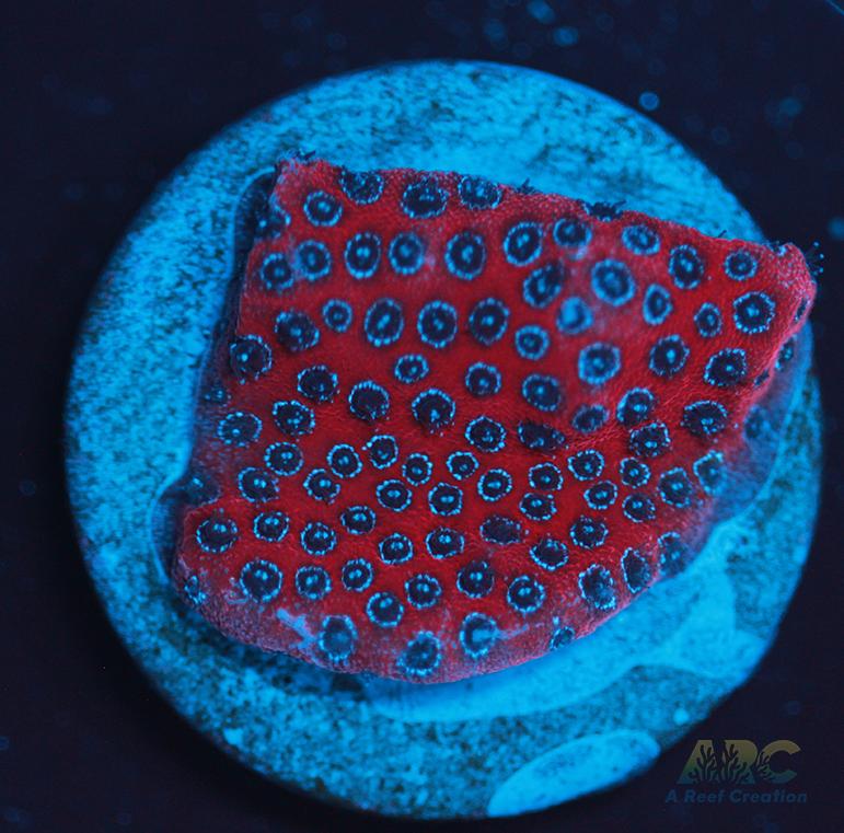 Darth Maul porites
